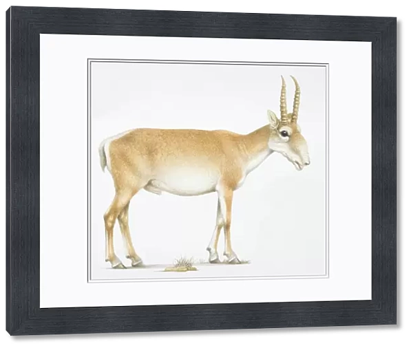 Saiga, Saiga tatarica, , antelope with long horns, side view