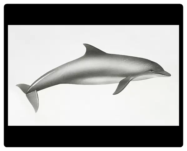 Bottlenose Dolphin, Tursiops truncatus, side view