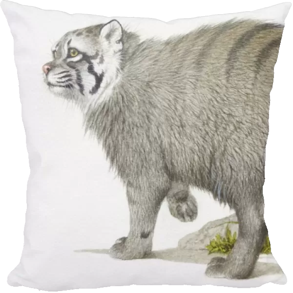 Grey Pallass Cat, Felis manul, side view