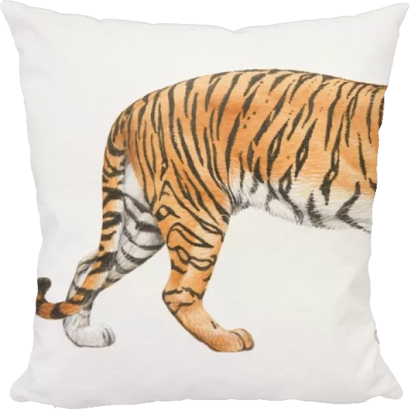 Tiger, Panthera tigris, side view