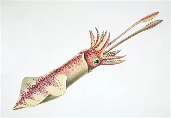 Squid, side view