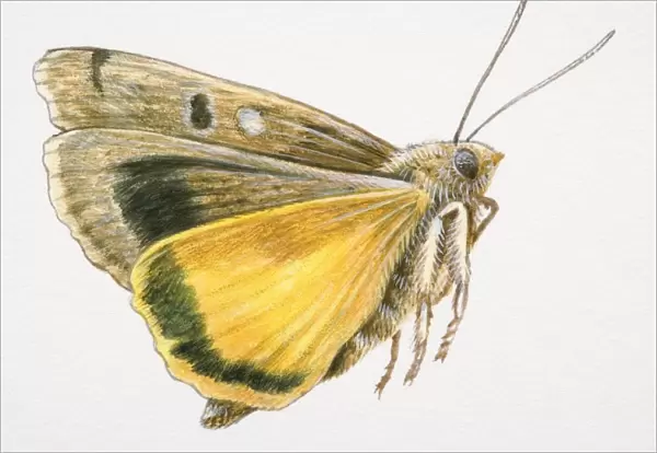 Flying moth
