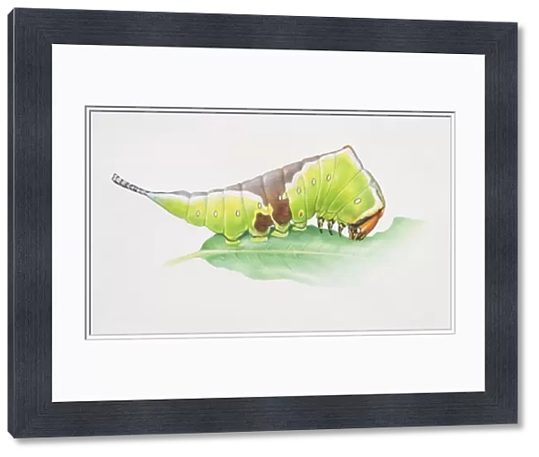 Puss Moth, Cerura vinula, artwork of green and brown caterpillar