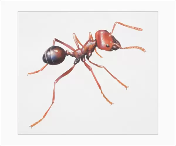 Harvester ant, Messor sp. side view