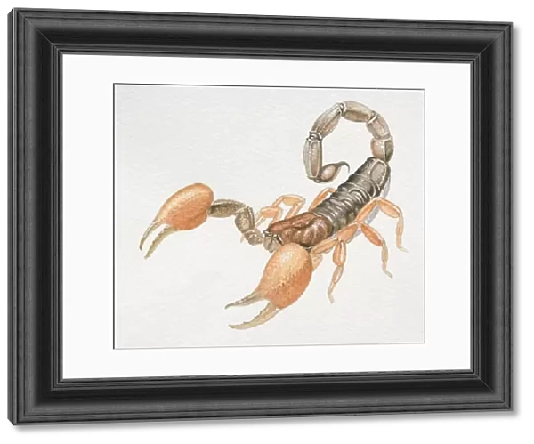 Imperial Scorpion, Pandinus imperator, front view