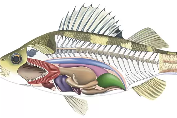 Cross-section diagram of a bony fish illustrating skeleton and internal organs, side view