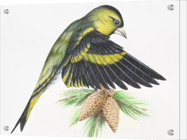 Eurasian Siskin, Carduelis spinus, landing on tree branch, flapping down its wings and opening up feathers to reduce speed, side view