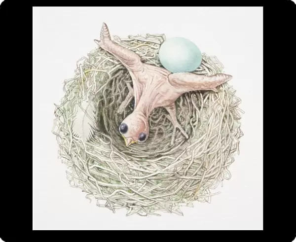 Just-hatched cuckoo chick pushing dunnocks egg out of nest, view from above