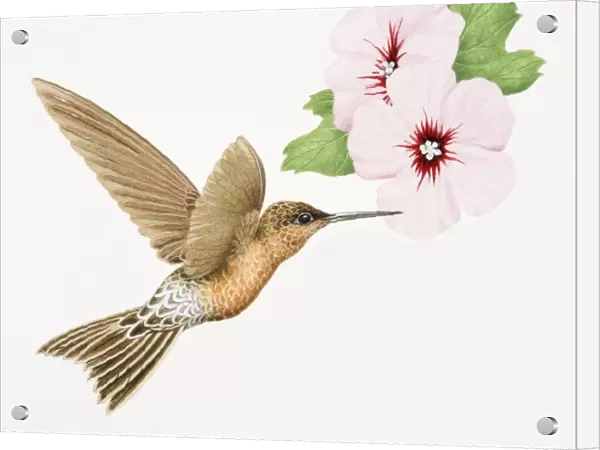 Giant Hummingbird, Patagona Gigas, golden brown bird in flight with a long beak next to pink flowers