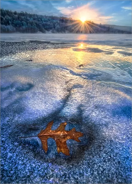 Leaf frozen in lake at sunset
