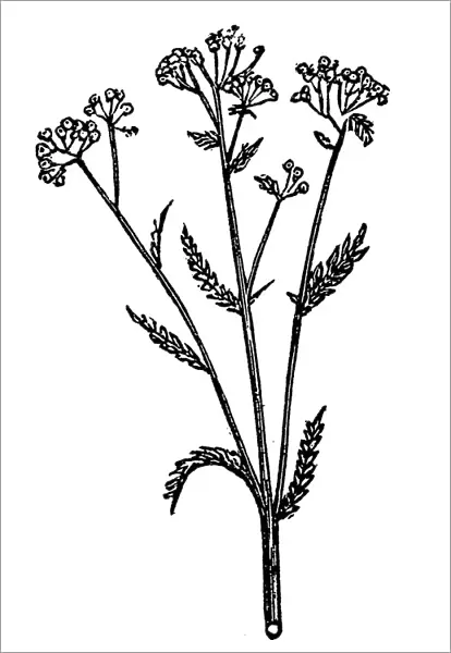 Achillea millefolium (yarrow)