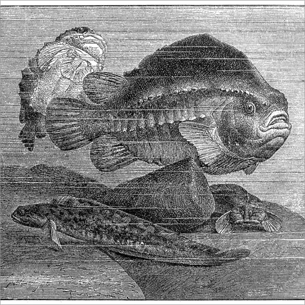 Lumpsucker or lumpfish (Cyclopterus lumpus) and viviparous eelpout (Zoarces viviparus)