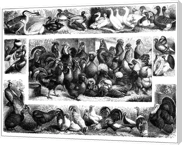 Poultry. Illustration of a poultry