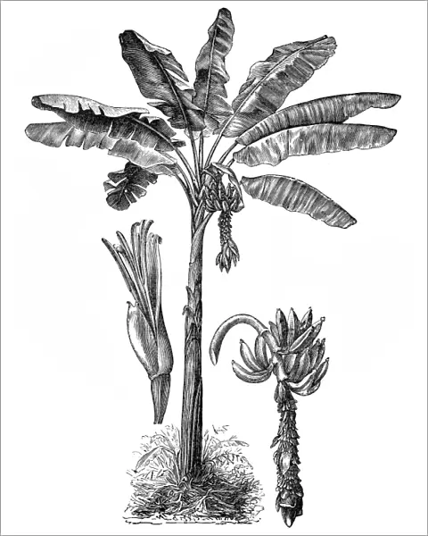 Banana tree (musa paradisiaca)