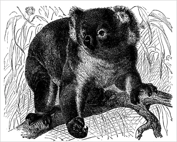 Koala (Phascolarctus cinereus)
