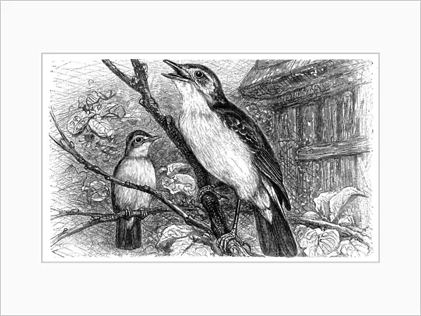 Melodious Willow Warbler (Hypolais philomela)