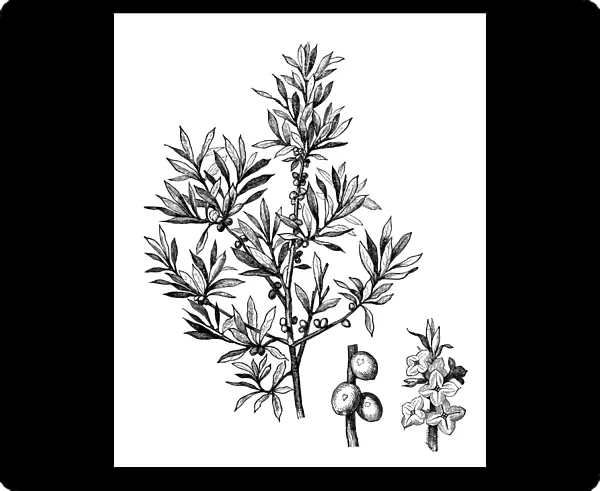February daphne, mezereon, mezereum, spurge laurel or spurge olive (Daphne mezereum)
