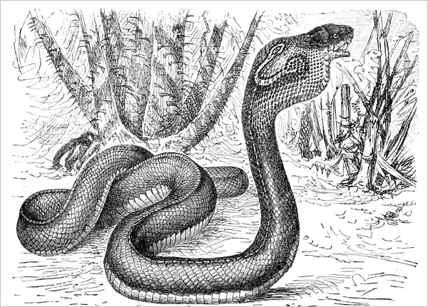 Indian Cobra (Naja naja)