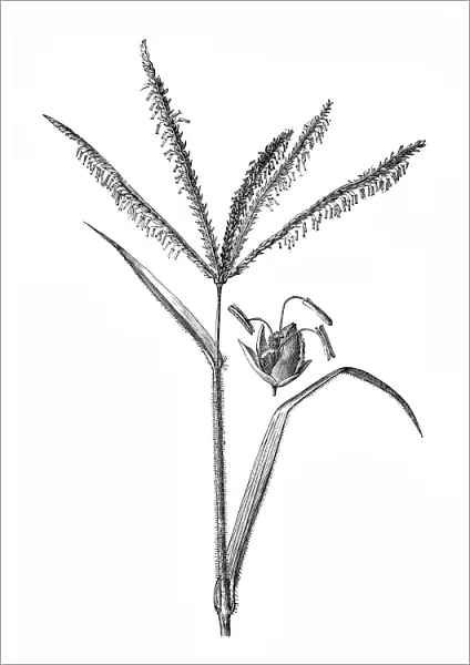 Bermuda grass (Cynodon dactylon)