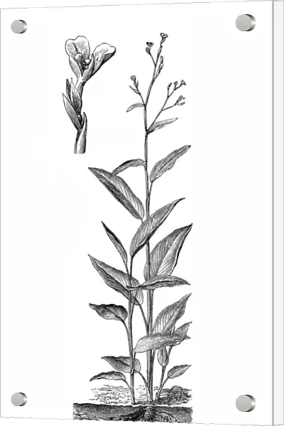 Arrowroot (Maranta arundinacea)