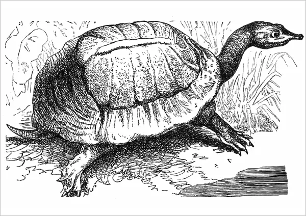 Florida softshell turtle - Apalone ferox