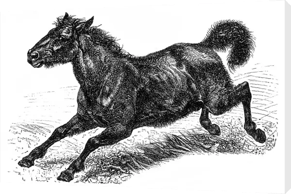 Tarpan (Equus ferus ferus)
