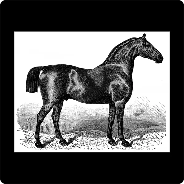 Black Oldenburg stallion
