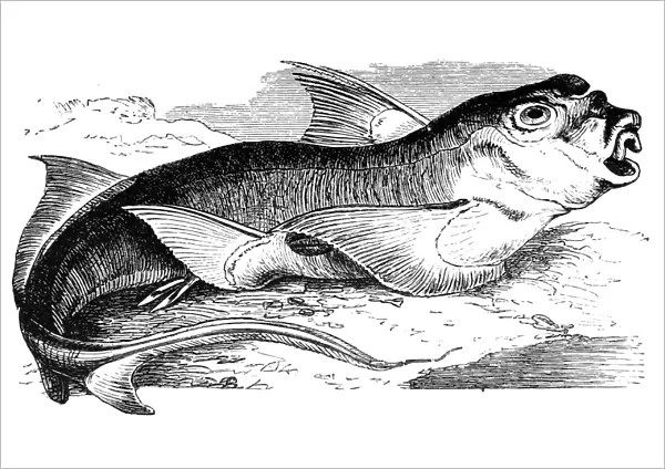 Rabbit fish (Chimaera monstrosa)