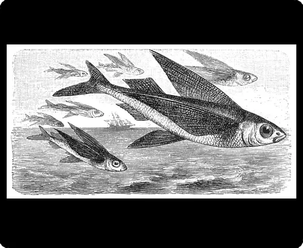Exocoetus flying fish