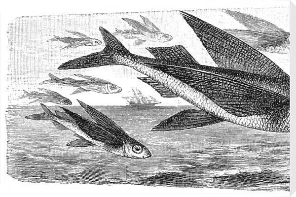 Exocoetus flying fish