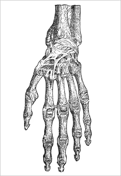 Hand. Antique illustration of a human hand with tendons