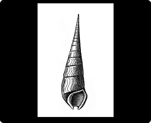 Mollusks. Antique illustration of a Mollusks, Faunus ater