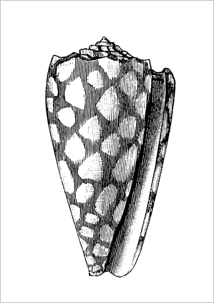 Marbled Cone (Conus Marmoreus)