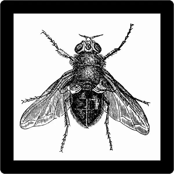 Antique illustration of fly