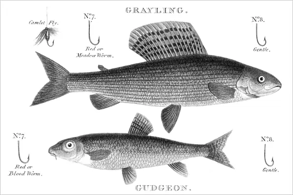 Gudgeon and grayling engraving 1812