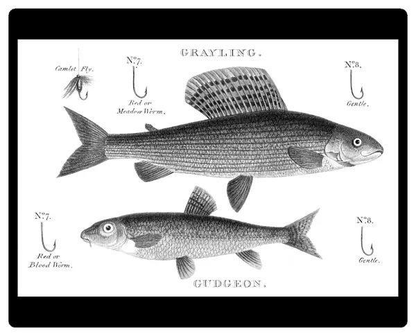 Gudgeon and grayling engraving 1812