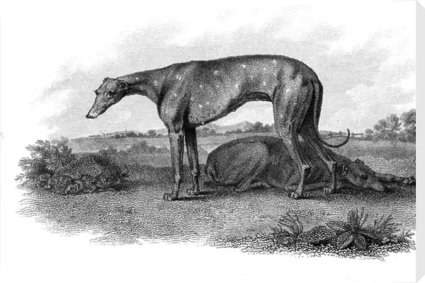 Greyhound hunting dogs engraving 1812