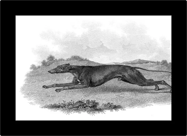 Greyhound hunting dog engraving 1812