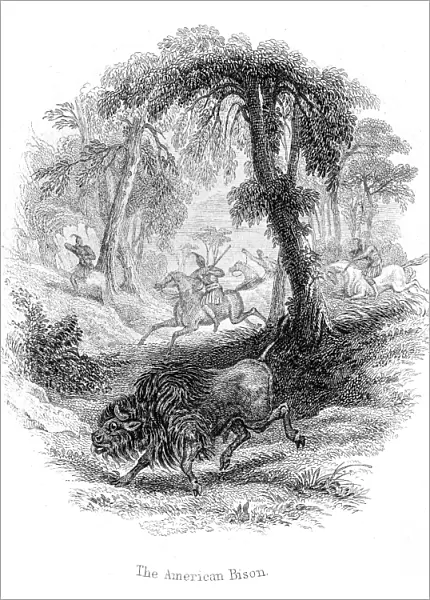Hunting the american bison lithograph 1884