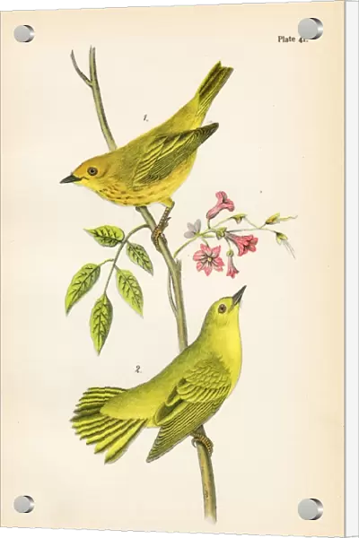 Yellow warbler bird lithograph 1890