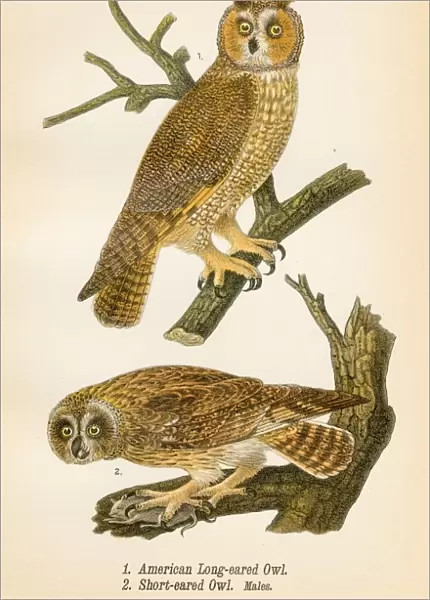 American owl bird lithograph 1890
