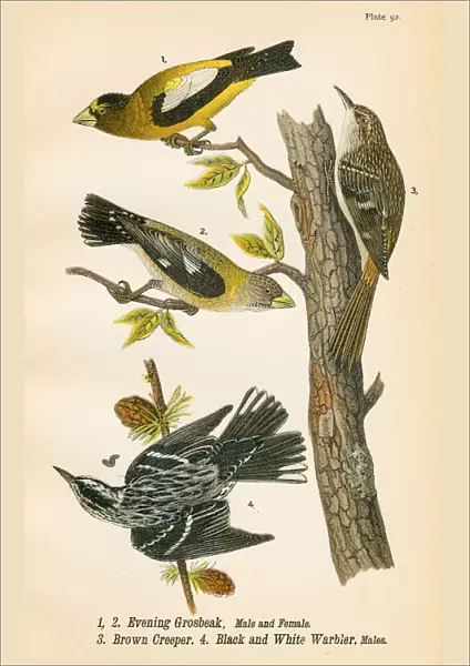 Grossbeak and Warbler bird lithograph 1890