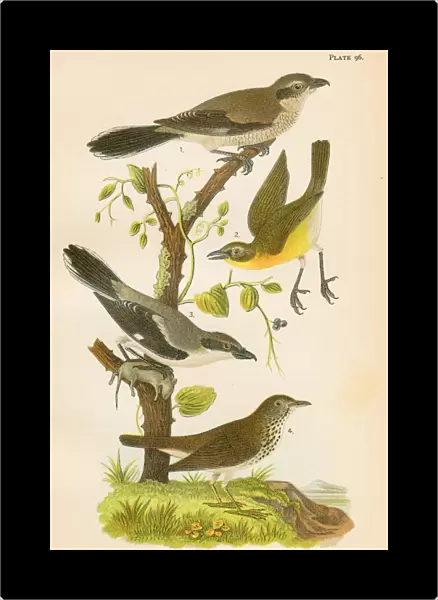 Thrush bird lithograph 1890
