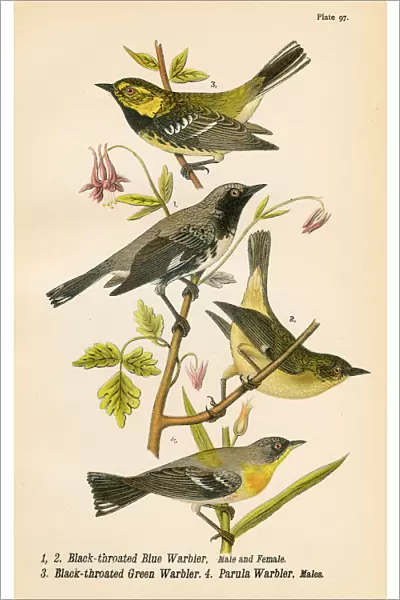 Warbler bird lithograph 1890