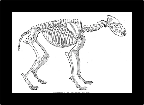 Hyena skeleton engraving 1894