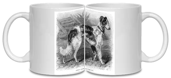 Persian greyhound dog engraving 1894