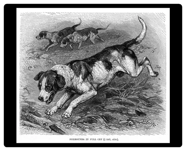 English Foxhound engraving 1894