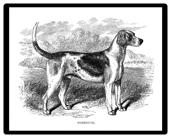 Foxhound engraving 1894