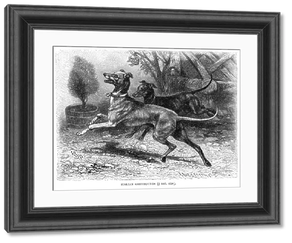 Italian greyhound dog engraving 1894