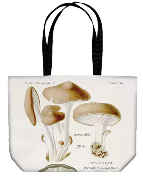 Oyster mushroom 1891